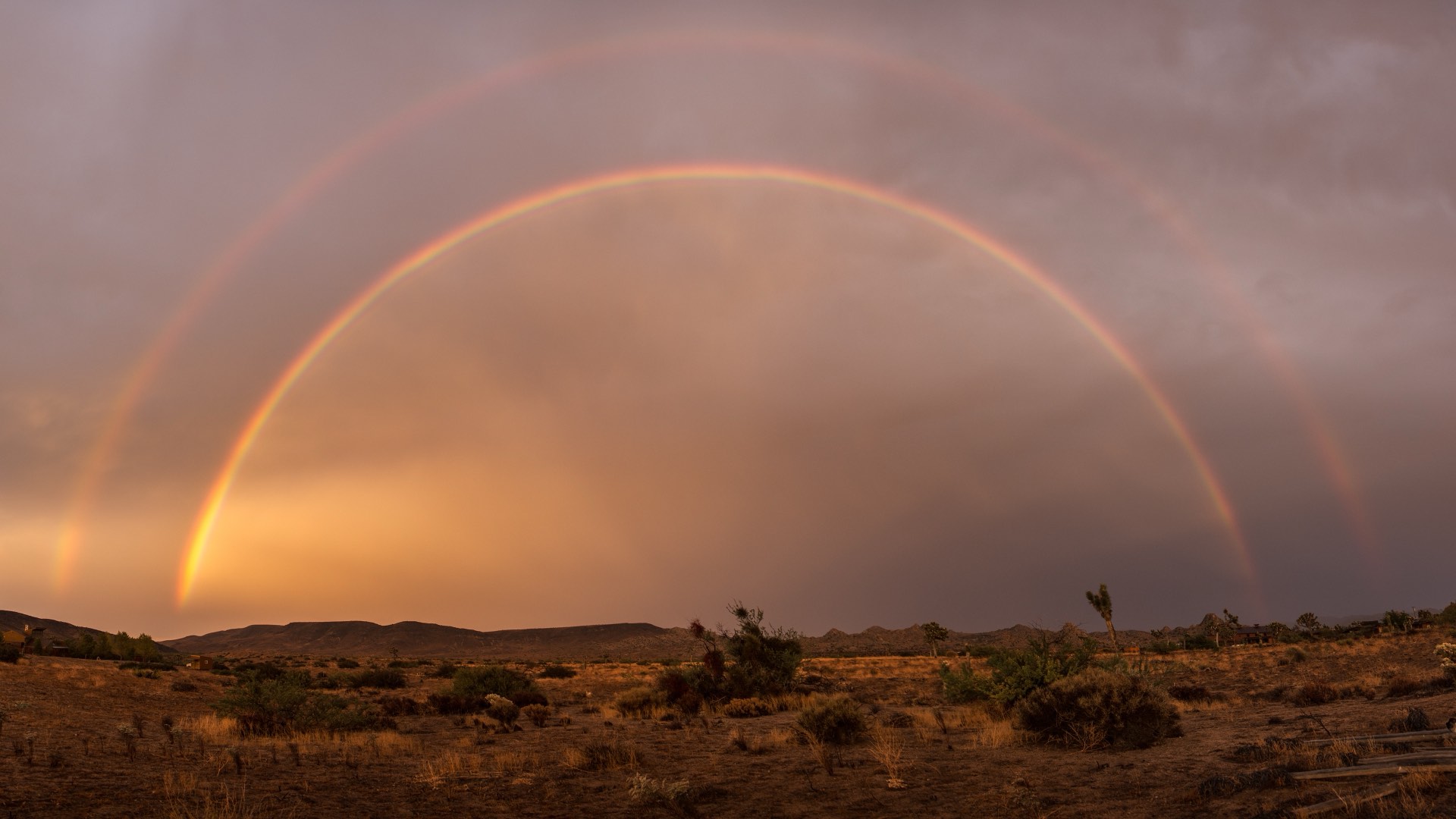Joshua Tree, photographed by Joey Wright